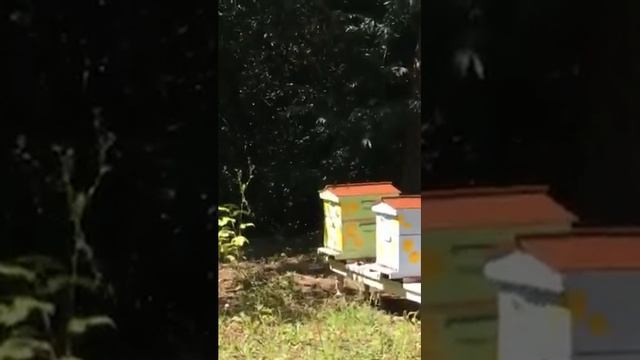 the old hives setup смотреть онлайн