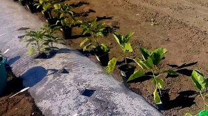 Грядки-термосы отличный урожай минимум ухода