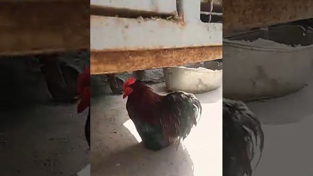 Одесский зоопарк ч 2 но ВОЗДУШНАЯ ТРЕВОГА!!! смотреть онлайн
