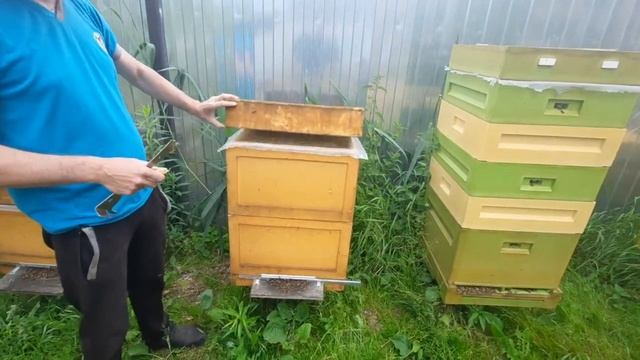 В гостях у маткавода Романа Лобкова.Поездка за матками.Меняем гусят на пчёл!!! смотреть онлайн