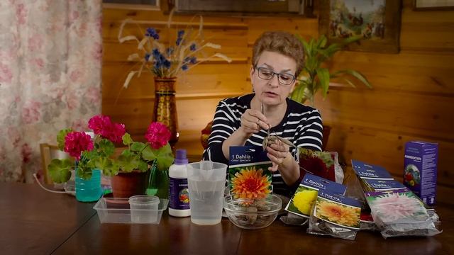 Как разбудить клубни георгинов смотреть онлайн