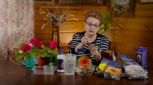 Как разбудить клубни георгинов