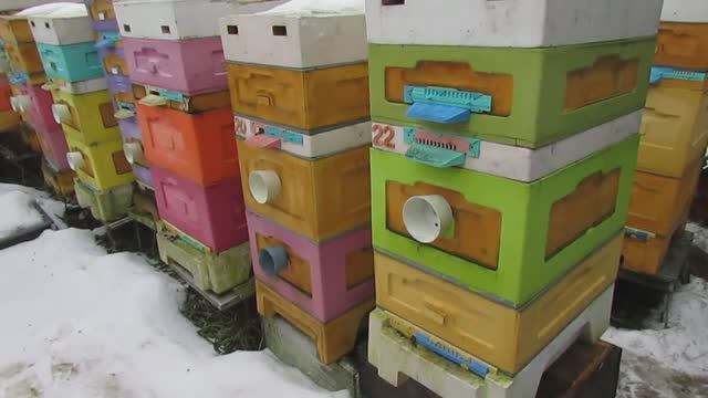 январь на пасеке и возможные проблемы с пчелами в январе , ответы на вопросы 8.01.2025 смотреть онлайн