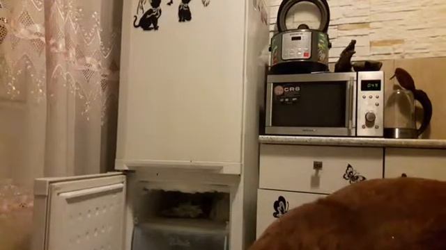 Пока хозяйки нету стырю у неё мороженко! Уже съели ну и ладно:) смотреть онлайн