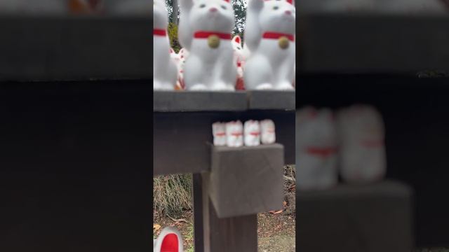 Котики приносят удачу, Япония