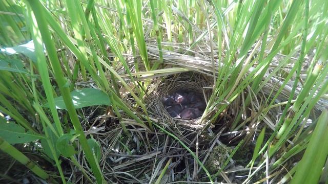 Овсянка камышовая 170601 2 GP4S 20июня 14 смотреть онлайн