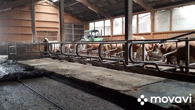 Будни доярки с утром на хозяйстве.Подоить,напоить,починить... смотреть онлайн