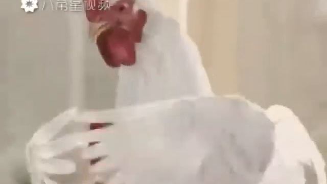 Курича сашла с ума и паёт па своему!!!!!!!! смотреть онлайн