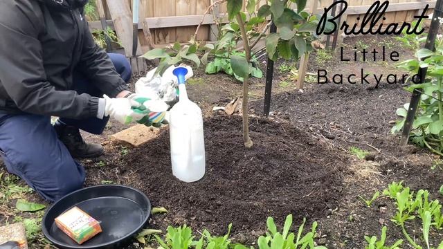 5 things your Lemon tree needs to grow faster and get more fruits ٥ أشياء تحتاجهم شجرة الليمون لتنم смотреть онлайн
