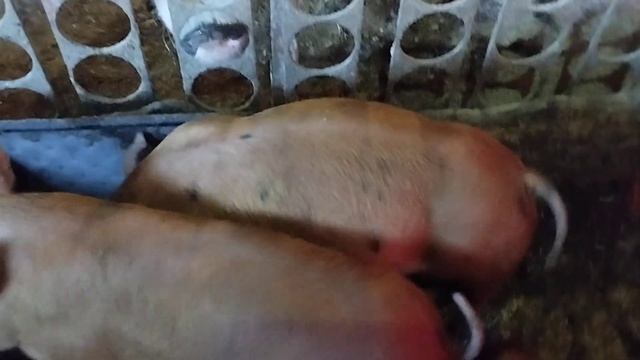 Наше хозяйство, свиньи, поросята, птица, одним словом деревня. смотреть онлайн
