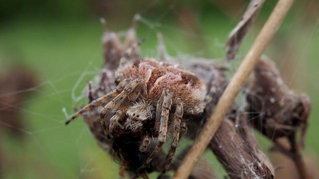 В поисках пауков 2024. Нужен зеленый паук смотреть онлайн