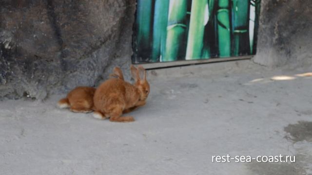 Карликовые рыжие кролики в экзотик парке в Голубицкой смотреть онлайн