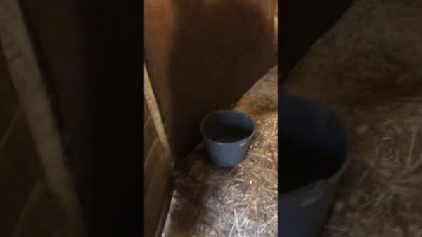 Когда можно поить лошадь