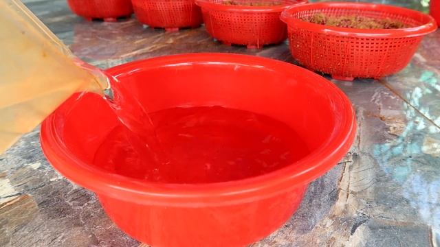 More Ways to Grow Coriander at Home Easily without Soil смотреть онлайн