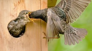 Скворцы - самые интересные Факты