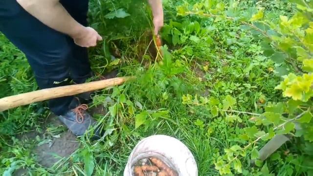 Своя морковка,свежий салат/сплошные витамины)) смотреть онлайн