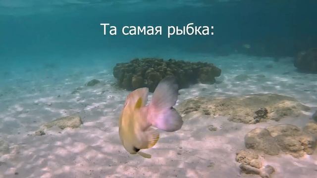 УКУСИЛА РЫБА на коралловом острове смотреть онлайн