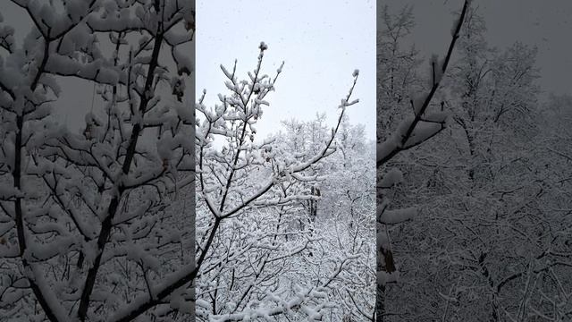 Снегопад, идёт снег 31 декабря 2024 г