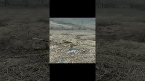 Охота на волка. Монгольские волки