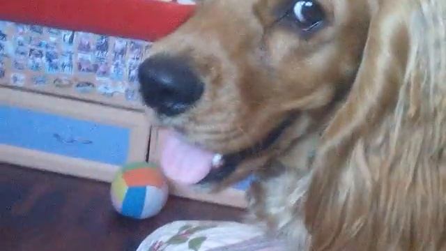 Приветствие собаки Гектора!^^ смотреть онлайн