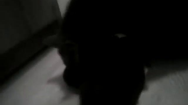 Батуми.Грузия .Наши питомцы кушают на перегонки!ха ха смотреть онлайн