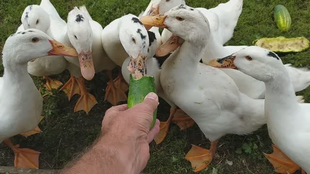 ДОМ В ДЕРЕВНЕ И ХОЗЯЙСТВО. СОДЕРЖАНИЕ ЖИВОТНЫХ И ПТИЦЫ