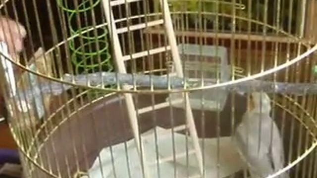 наш Степашка.AVI смотреть онлайн