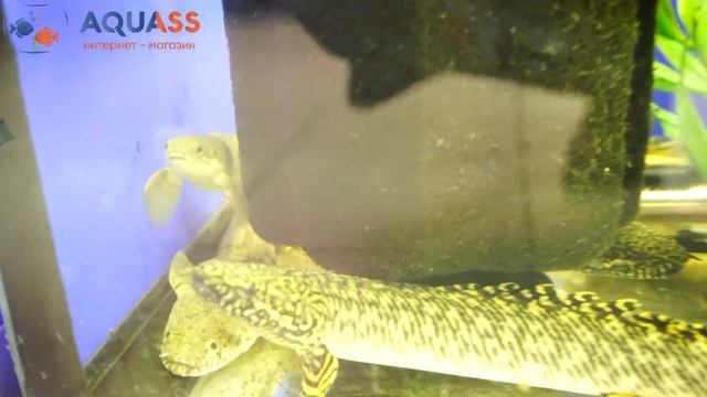 🐠Aquass - Полиптерус Эндлихера тигровый (Polypterus endlicheri) смотреть онлайн