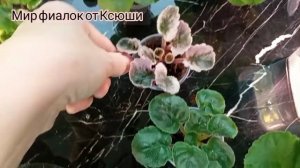 Фиалки. С листа до цветения.