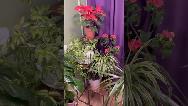 Домашний ботанический сад смотреть онлайн