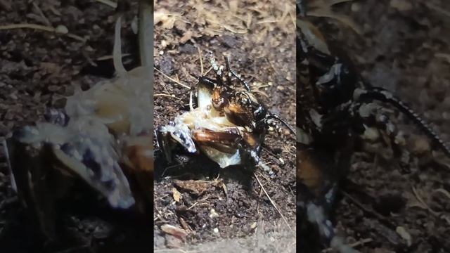 Pamphobeteus sp. Machala паук расчленитель смотреть онлайн