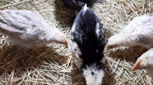 Жизнь цыплят, клюют зерно, пользуются мипельной поилкой! #цыплята #chick #февраль