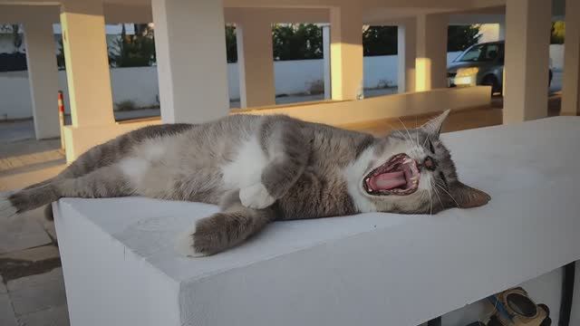 Пафосные котики, Пафос, Кипр смотреть онлайн