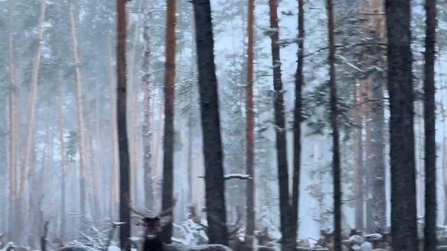 Видео от Бориса Панина смотреть онлайн