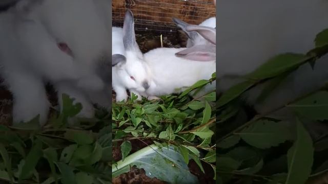 Ветки вяз для кроликов #shortvideo смотреть онлайн