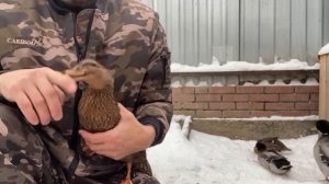 подсадные утки после линьки