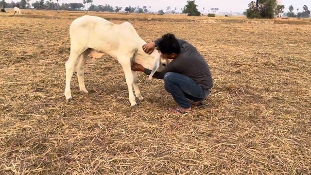 A man and baby cow part 2 #cowlover #cowfarm #animal #cows #cow #cowboy #cowvideos #animals смотреть онлайн