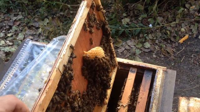 Осмотр пчел перед похолоданием и корректировка посадки клуба пчел. смотреть онлайн