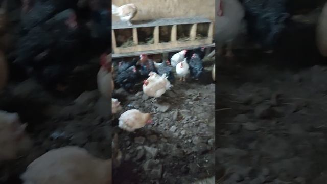 Провëл уборку в птичнике. Утки, куры, надеюсь довольны! 😀 Лень отступила, трудолюбие победило! 🙄 смотреть онлайн