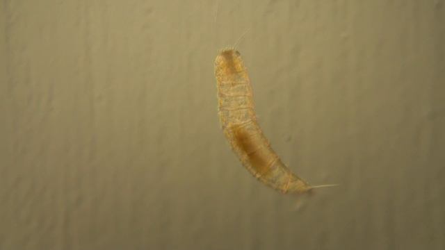 A mud-dragon from Brazil! смотреть онлайн