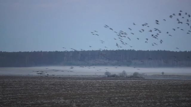 Жирующие гуси в Республике Беларусь смотреть онлайн