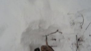 Охота на бобра. Очередная проверка капканов и отличная добыча!