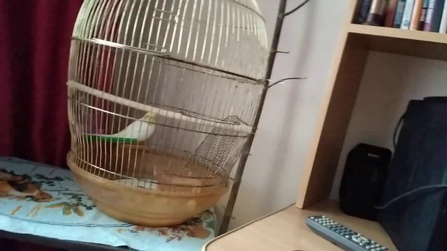 попугай Гоша четвёртый день дома начал кушать часть 1 смотреть онлайн