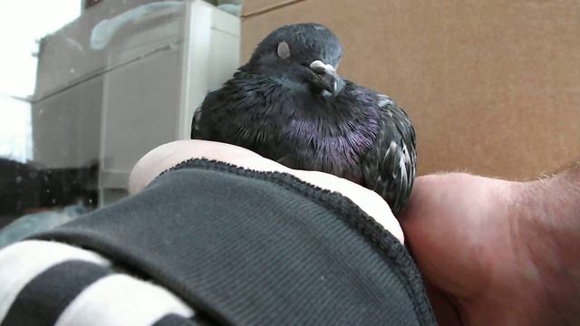 2 Голубь Вертячка На руках успокаивается смотреть онлайн