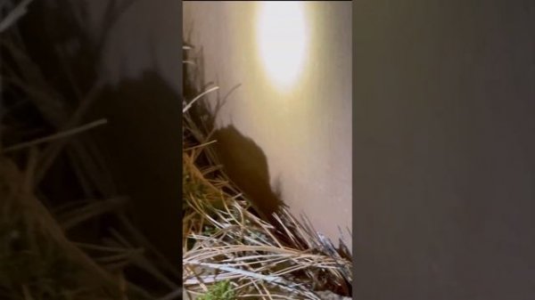Загадочная смерть птички в гнезде….