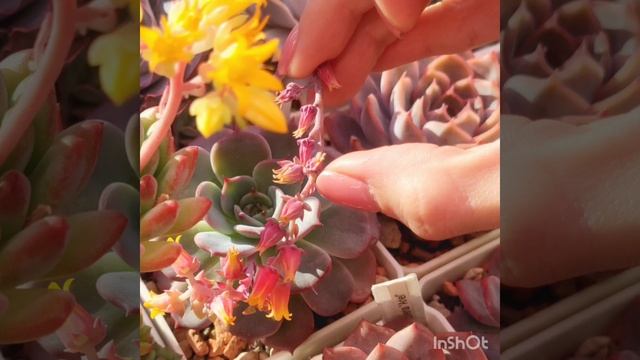 Где семена?