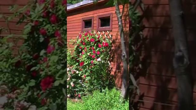 Наша дача. Дмитрий Шлапак смотреть онлайн