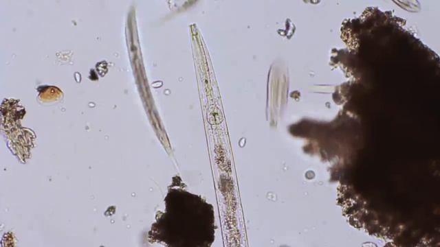 Caenorhabditis elegans - Nematodes In Lilliput смотреть онлайн