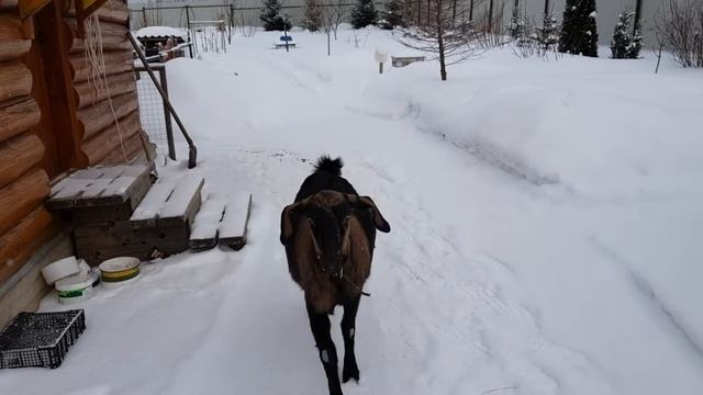 Вышли с Умкой погулять. смотреть онлайн