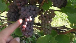 Урожай семейства Пино: Пино Нуар, Пино Гри  и Пино Блан. Описание и сравнение клонов